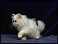 狐狸和乌鸦